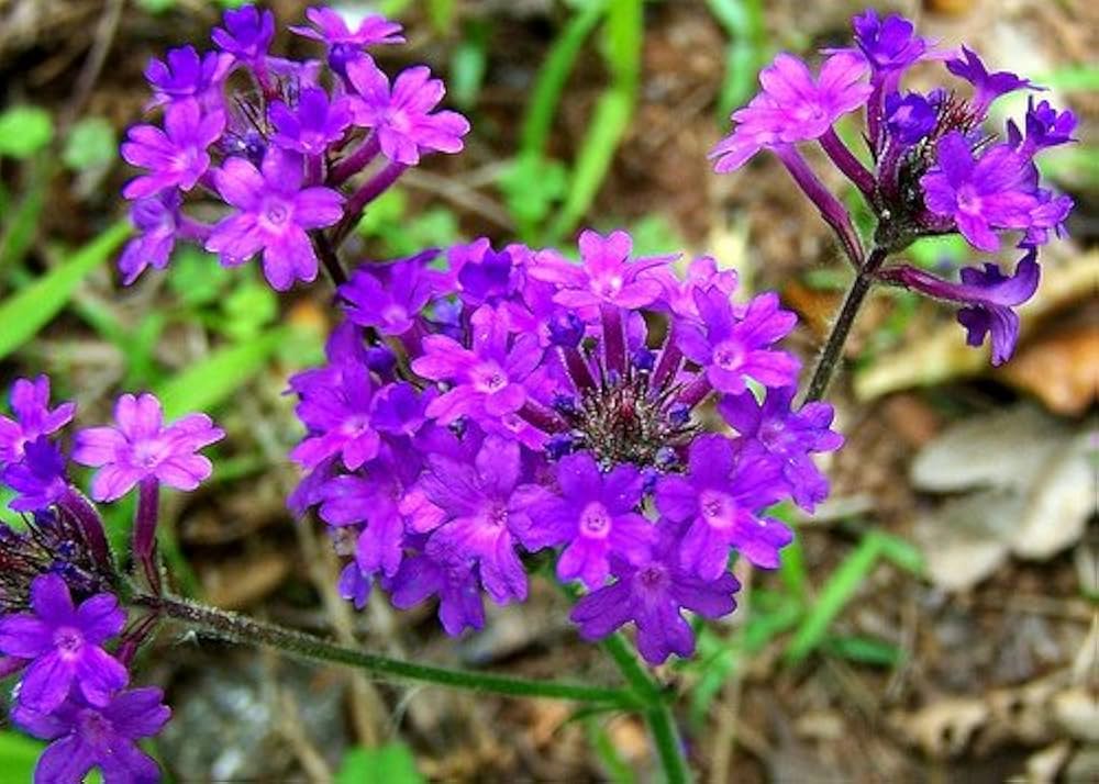 Hastata Flower seeds blooming in flower beds, containers, borders, and pollinator-friendly gardens