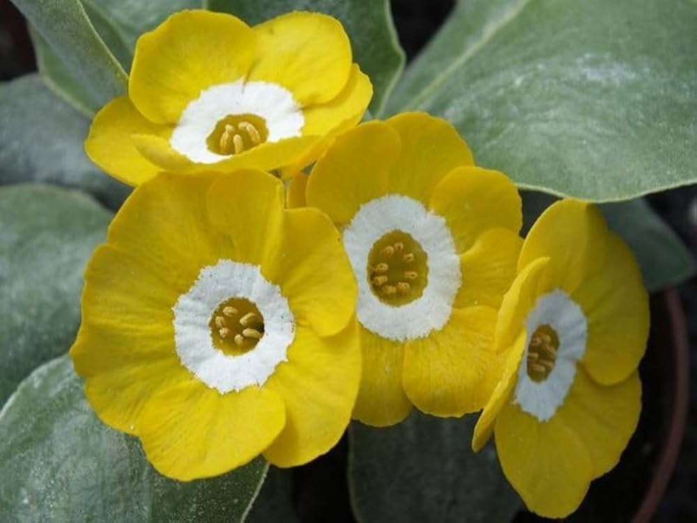 Primrose Primula spp. Seeds for Planting - Great for Flower Bed & Home Garden