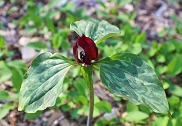 Green Trillium Flower seeds for Planting - Low Maintenance, Heirloom & GMO Free Seeds for Home Garden
Sale for planting in home garden.