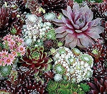Mixed Sempervivum Flower seeds for Planting - Long Bloom Season, Heirloom & GMO Free Seeds for Home Garden
Sale seeds for planting in home garden