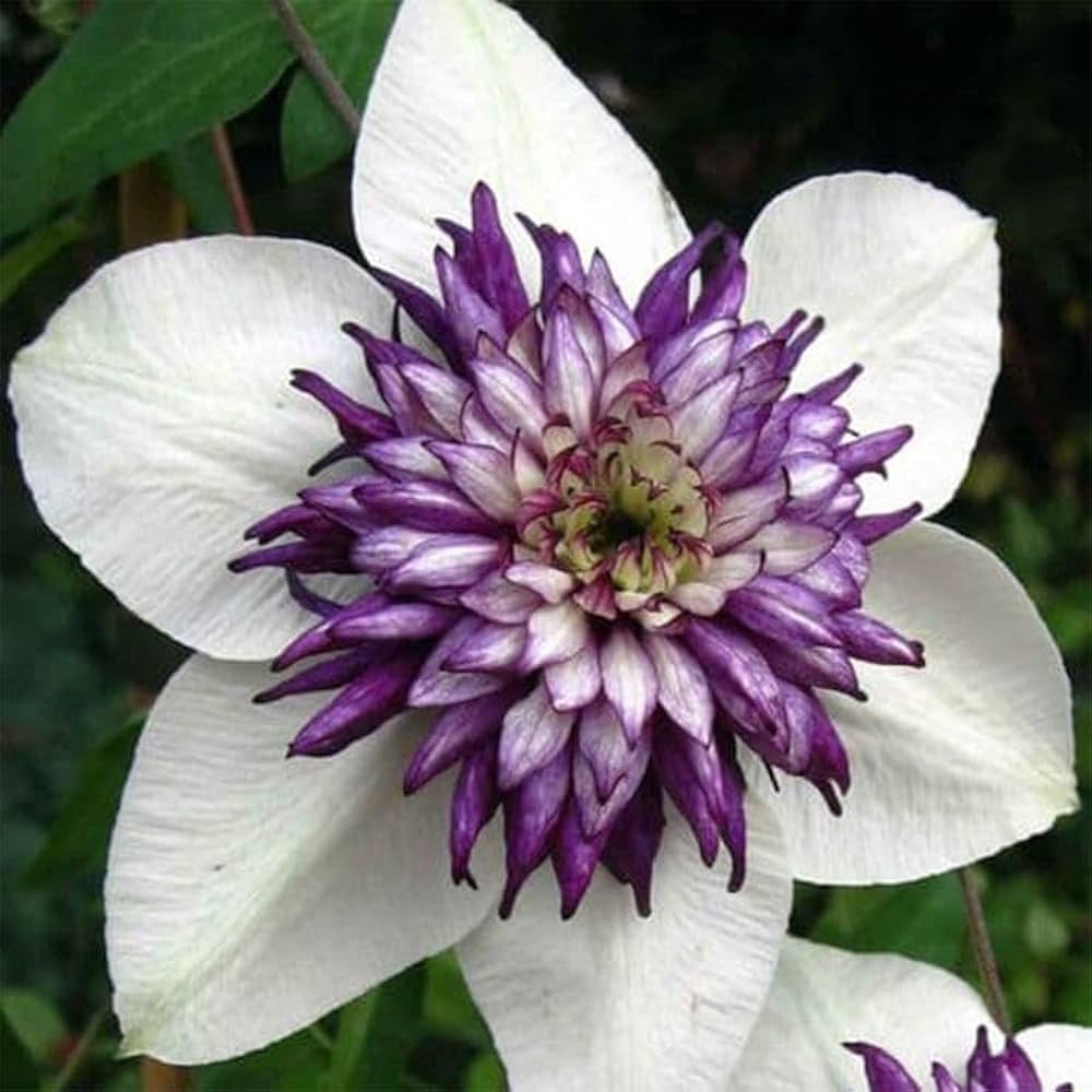 Mixed Clematis Clematis spp. Flower Seeds for Planting
