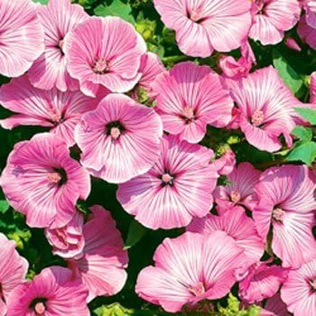 Rose Mallow Hibiscus Hibiscus rosa-sinensis Flower Seeds for Planting in Flower Bed