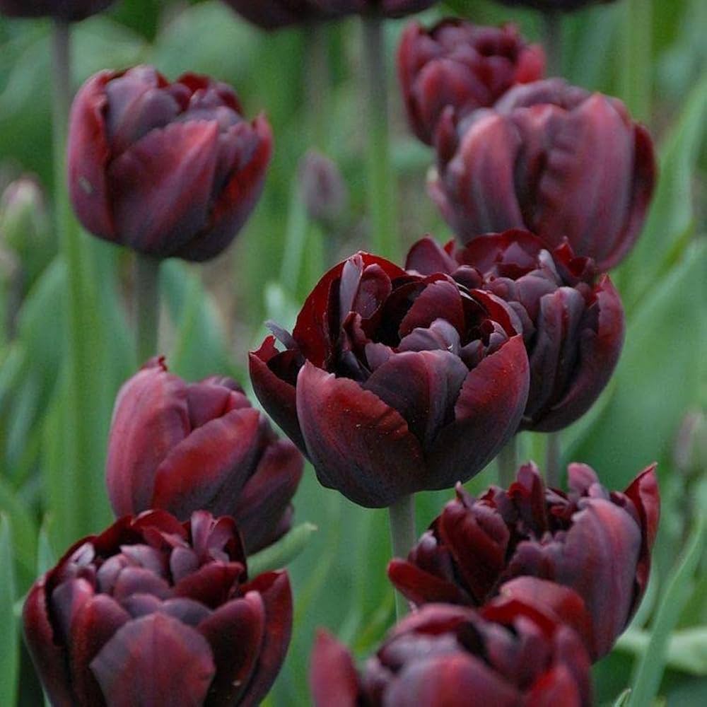 Brown Tulip Flower Seeds for Planting Drought Tolerant Heirloom & GMO Free Seeds for Home Garden
Sale