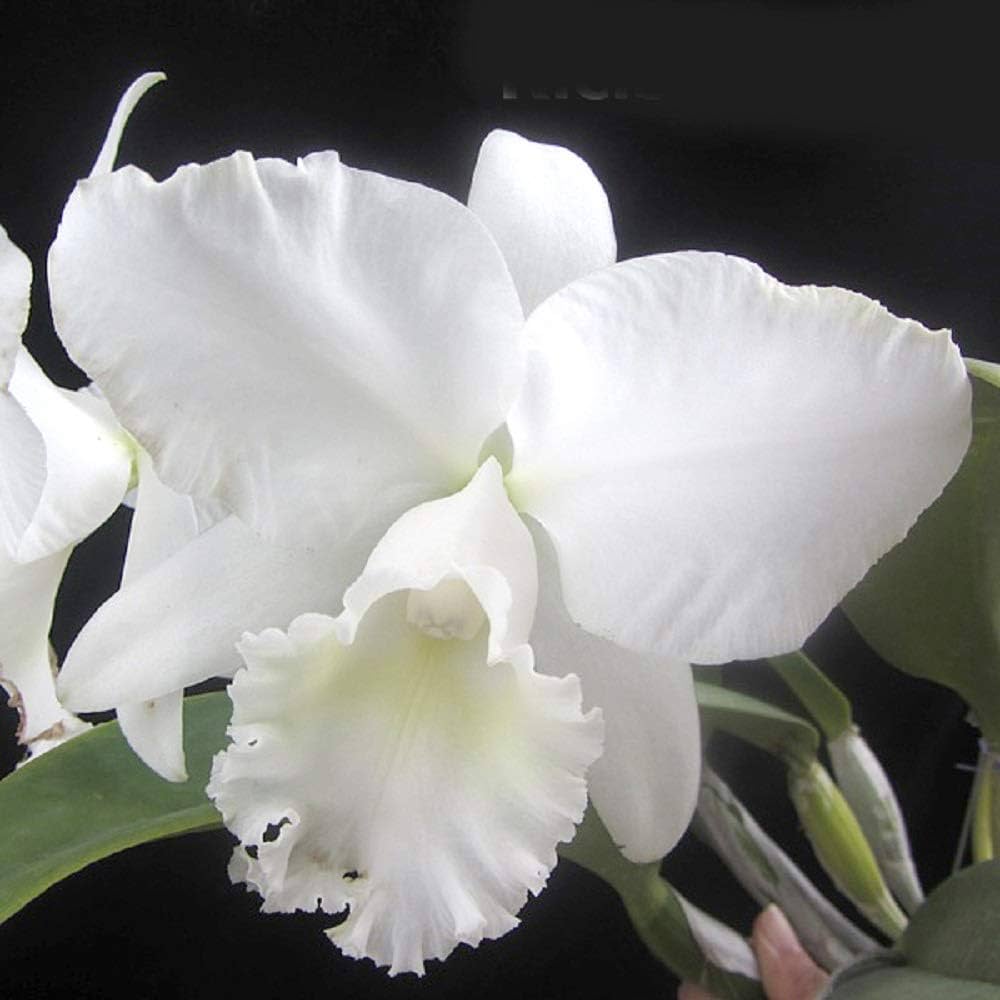 White Cattleya Flower Seeds for Planting Hardy Variety Heirloom & GMO Free Seeds for Home Garden
Sale