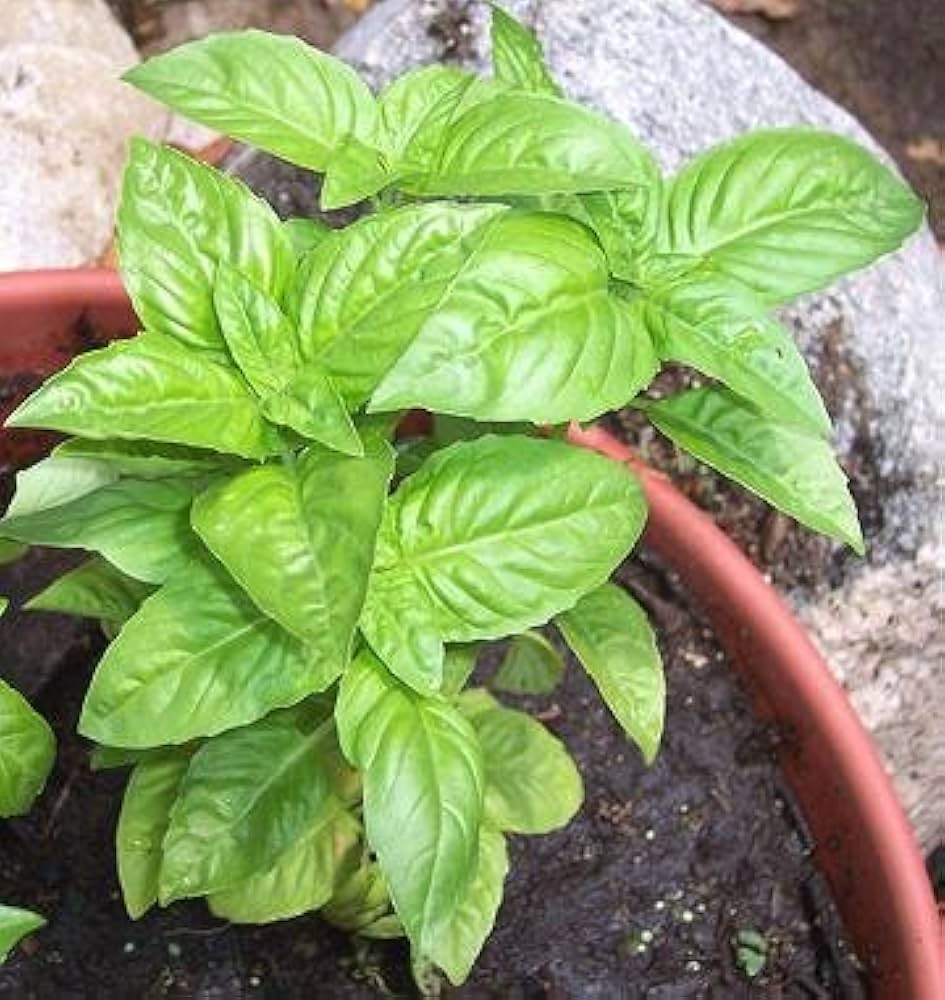 Italian Classic Basil Ocimum basilicum Plant Seeds for Planting in Herb Garden