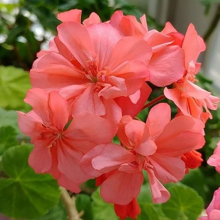 Light Red White Geranium Flower Seeds for Planting Seasonal Bloomer Heirloom & GMO Free Seeds for Home Garden
Sale