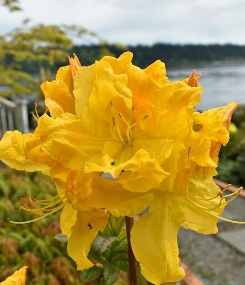 Yellow Rhododendron Rhododendron spp. Seeds for Planting - Perfect for Flower Bed & Shade Garden