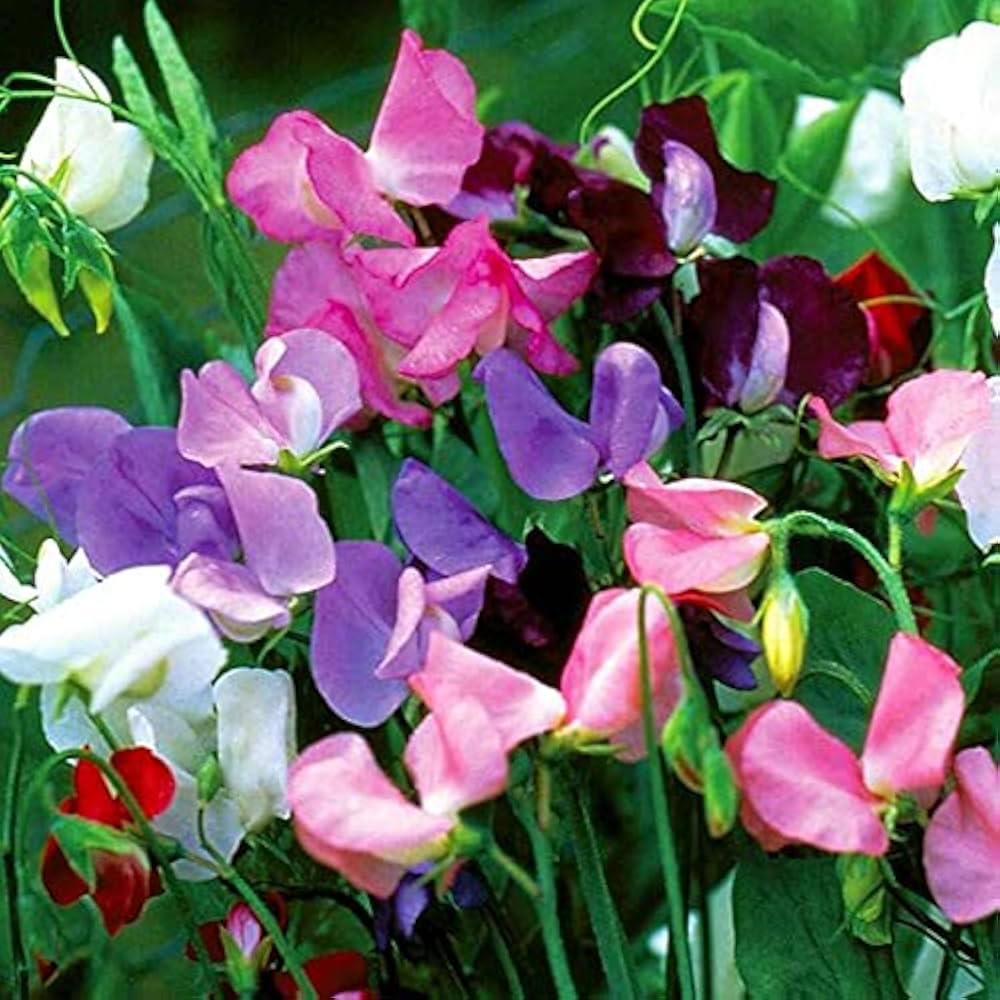 Sweet Pea Mixed F1 Hybrid Seeds – Colorful Fragrant Climbing Flowers