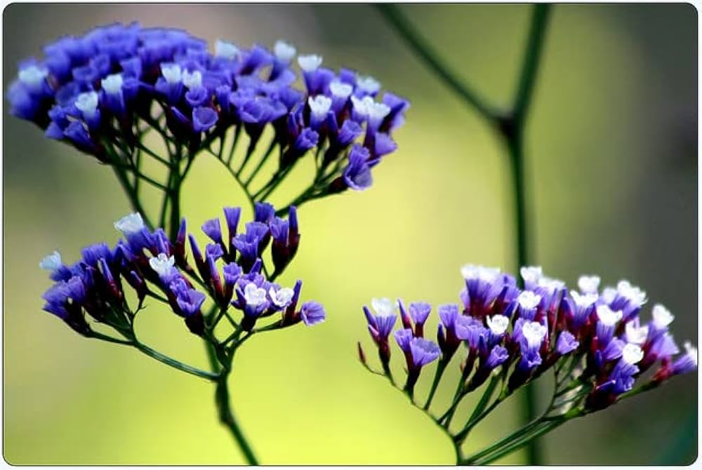 Purple Attraction Statice Limonium sinuatum Seeds for Planting - Great for Flower Bed & Urban Garden