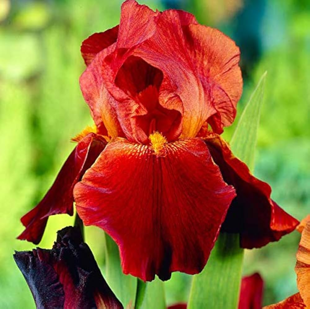 Iris Iris germanica Flower Seeds for Planting for Flower Bed