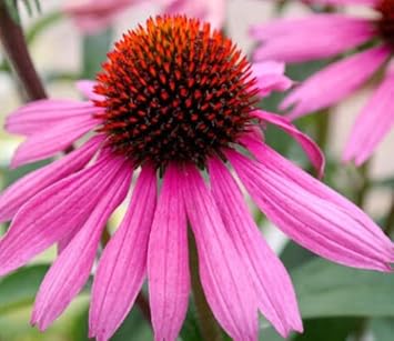 Pink ConeFlower seeds blooming in flower beds, containers, borders, and pollinator-friendly gardens