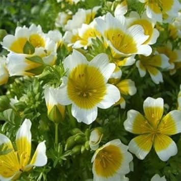 Yellow White Limnanthes Douglasii Flower seeds for Planting - Drought Tolerant, Heirloom & GMO Free Seeds for Home Garden
Sale for planting in home garden.