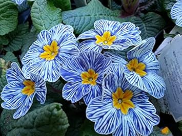Europe Primula Acaulis Flower Seeds for Planting – Easy to Grow, Heirloom, Non-GMO Organic Garden Seeds
Sale seeds for home garden