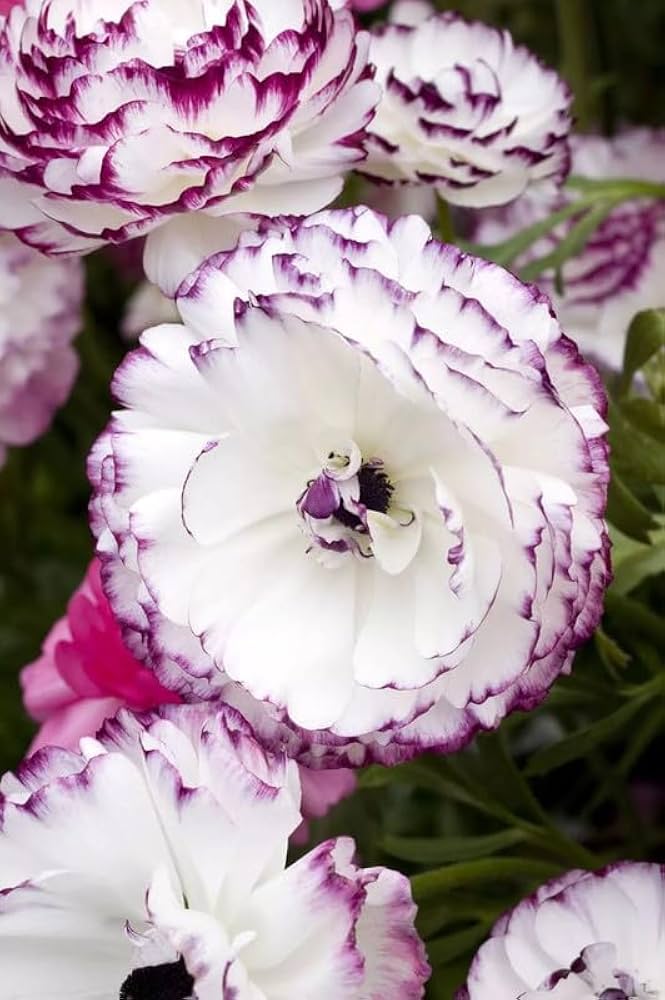 Brown Shade Japanese ranunculus Flower seeds for Planting - Fragrant Blossoms, Heirloom & GMO Free Seeds for Home Garden