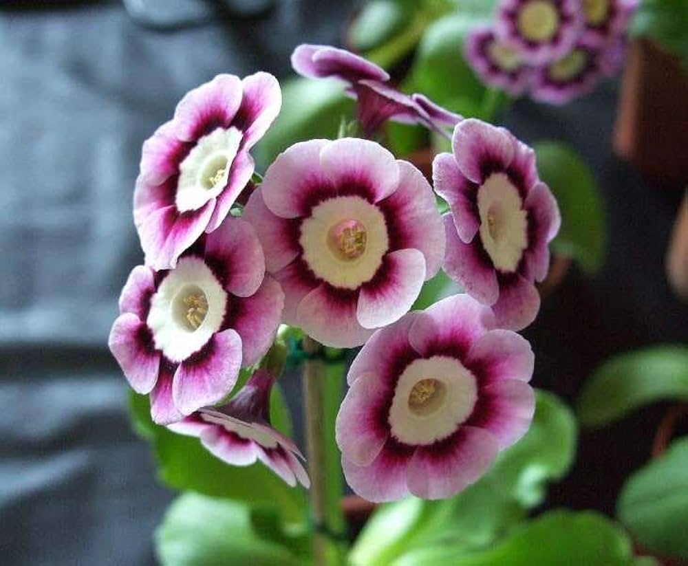 Mini Primrose Seeds for Planting - Colorful Blooms for Home Garden & Flower Bed