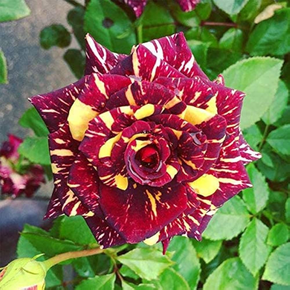 Maroon Yellow Rose Flower seeds blooming in flower beds, containers, borders, and pollinator-friendly gardens