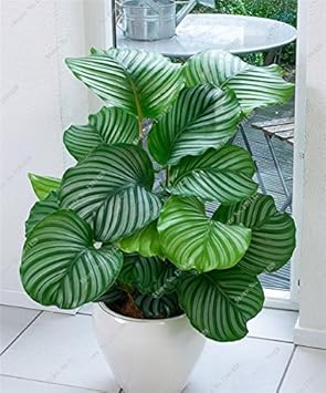 Green Calathea Flower seeds blooming in flower beds, containers, borders, and pollinator-friendly gardens