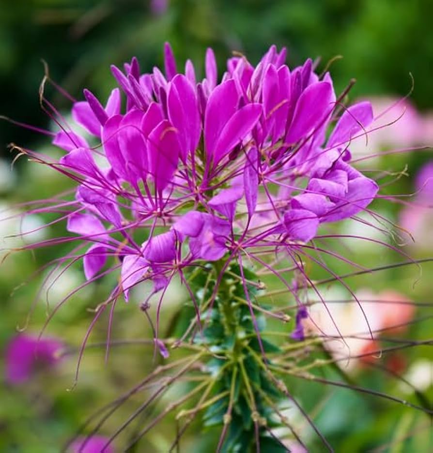 Purple Cleome Hasslerana Flower seeds for Planting - Compact Growth, Heirloom & GMO Free Seeds for Home Garden