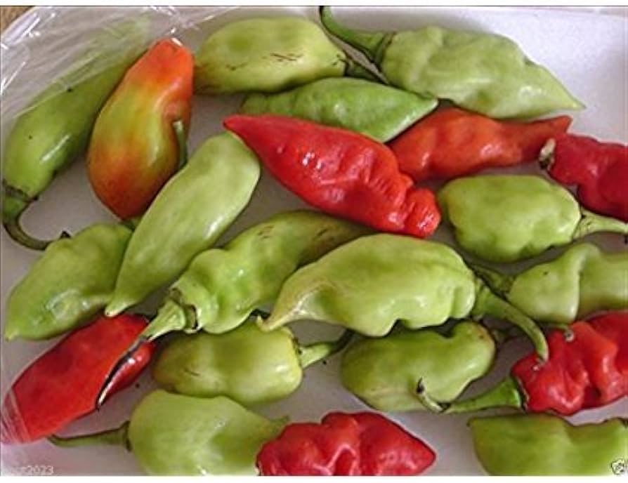 Trinidad Allspice Pepper Seeds Pimenta dioica for Planting in Vegetable Patch