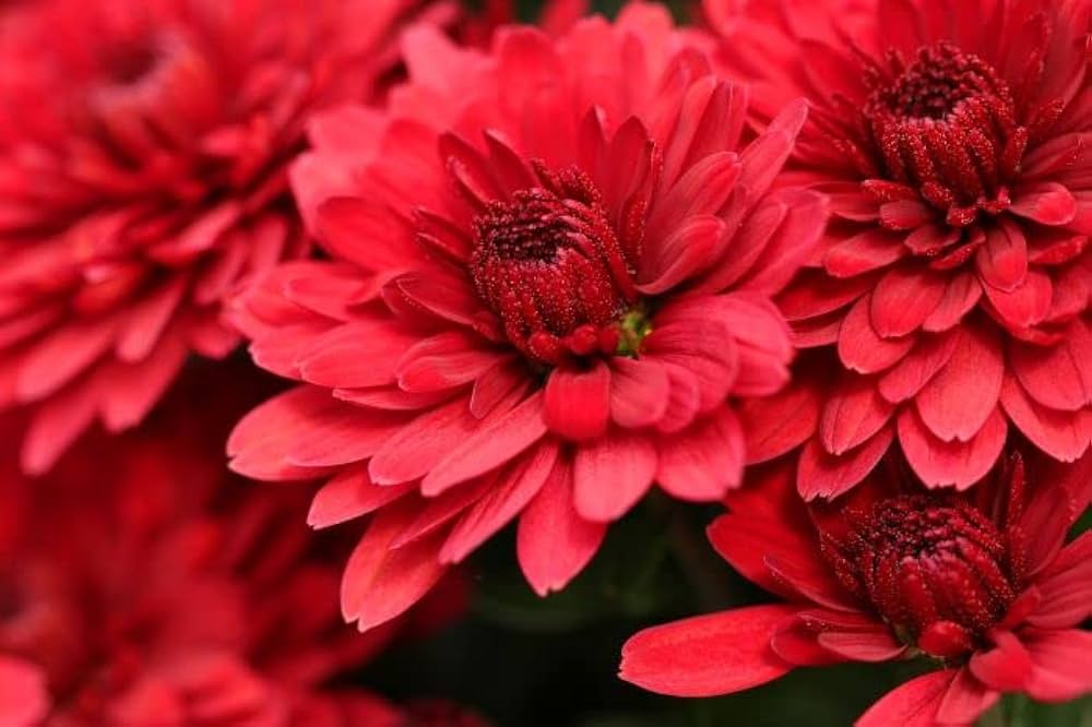 Deep Red Chrysanthemum Flower seeds blooming in flower beds, containers, borders, and pollinator-friendly gardens
