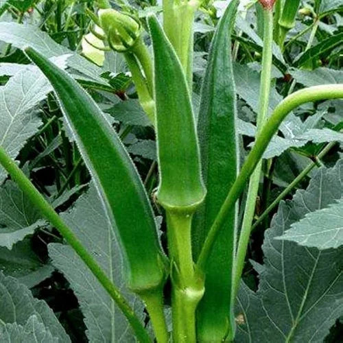 Clemson Okra Seeds for Planting Premium Quality