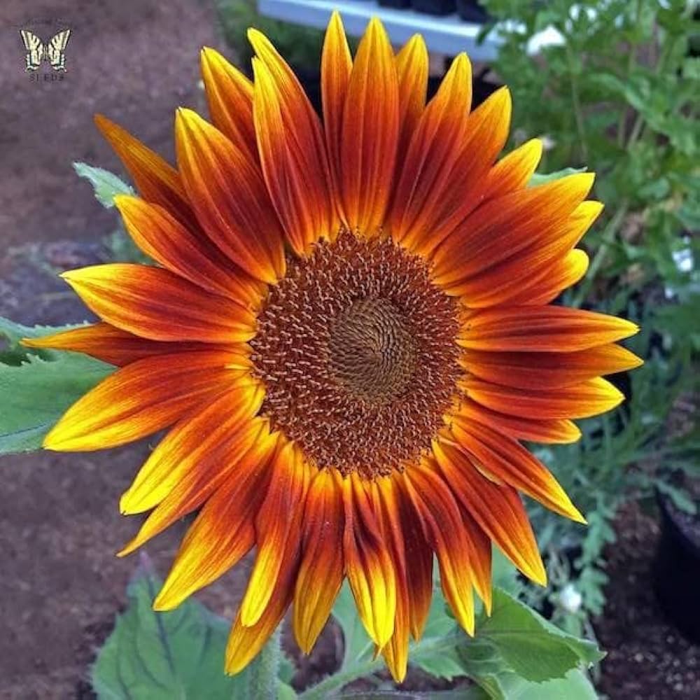 Yellow Brown Sunflower Seeds for Planting Seasonal Bloomer Heirloom & GMO Free Seeds for Home Garden
Sale