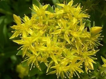 Yellow Aizoon Flower seeds for Planting - Perfect for Borders, Heirloom & GMO Free Seeds for Home Garden
Sale seeds for home garden