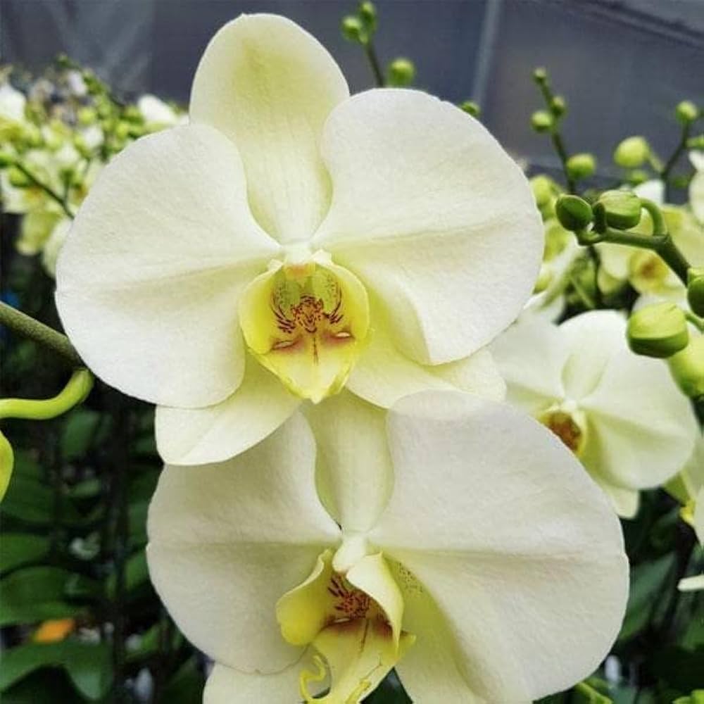 Light Green Phalaenopsis Orchid Flower Seeds blooming in flower beds, containers, borders, and pollinator-friendly gardens