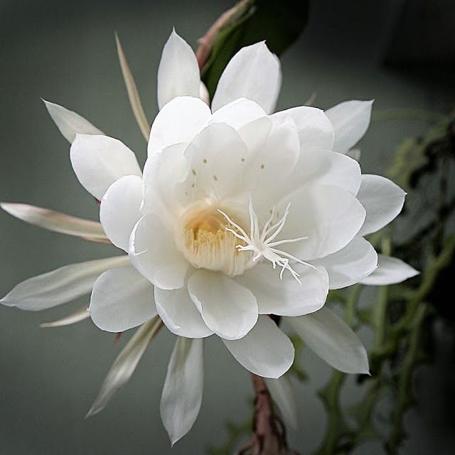 Epiphyllum Flower seeds blooming in flower beds, containers, borders, and pollinator-friendly gardens
