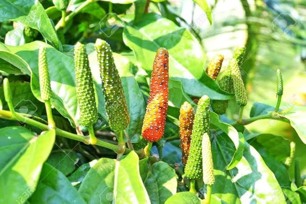 Long Pepper Seeds for Planting - Piper Longum Vegetable Seeds