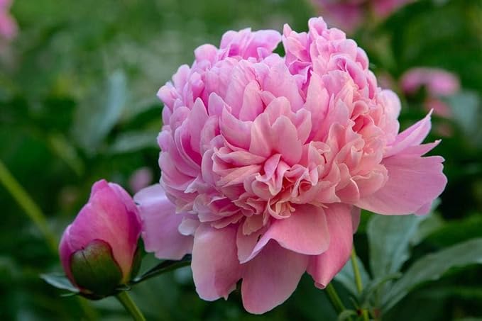 Peony Seeds, Chinese Suffruticosa Flower Seeds, Potted Plants, Garden Plant