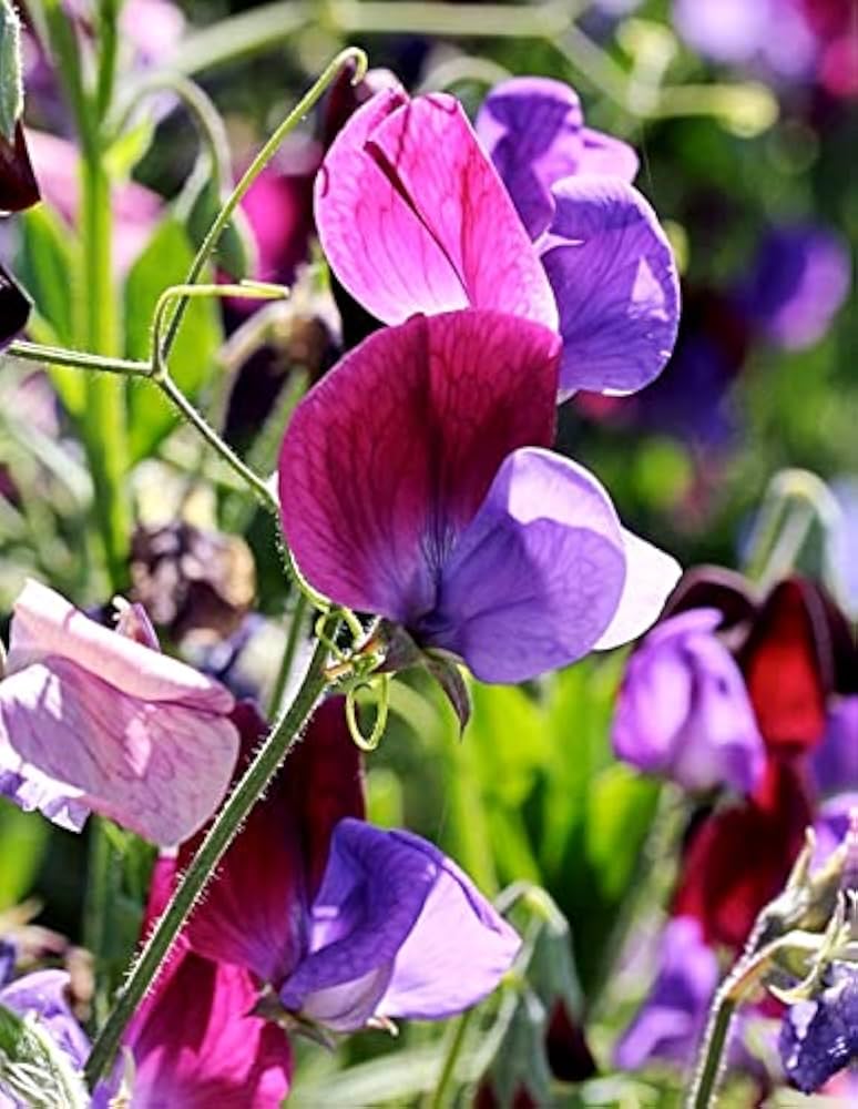 Sweet Peas Flower seeds for Planting - Long Bloom Season, Heirloom & GMO Free Seeds for Home Garden