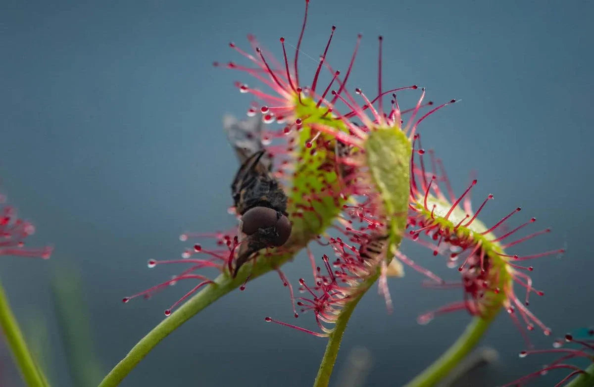 Green Red Sundew Flower seeds for Planting Fragrant Blossoms Heirloom & GMO Free Seeds for Home Garden
Sale