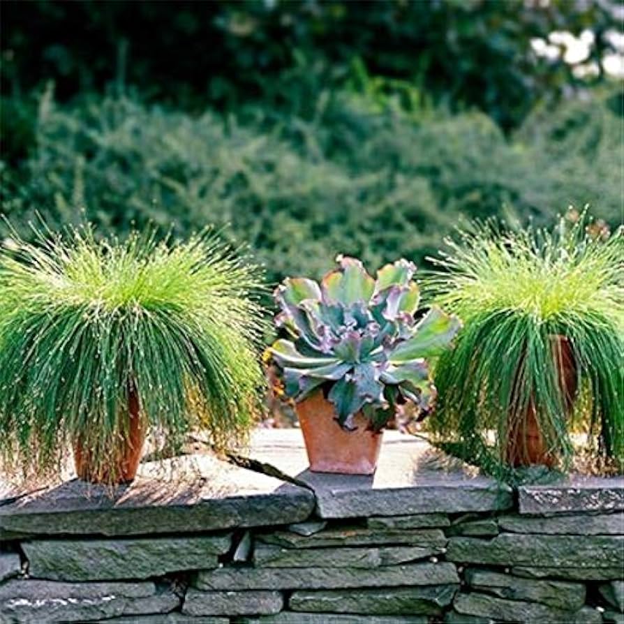 Fiber Optic Grass Isolepis cernua Plant Seeds for Planting in Garden and Container