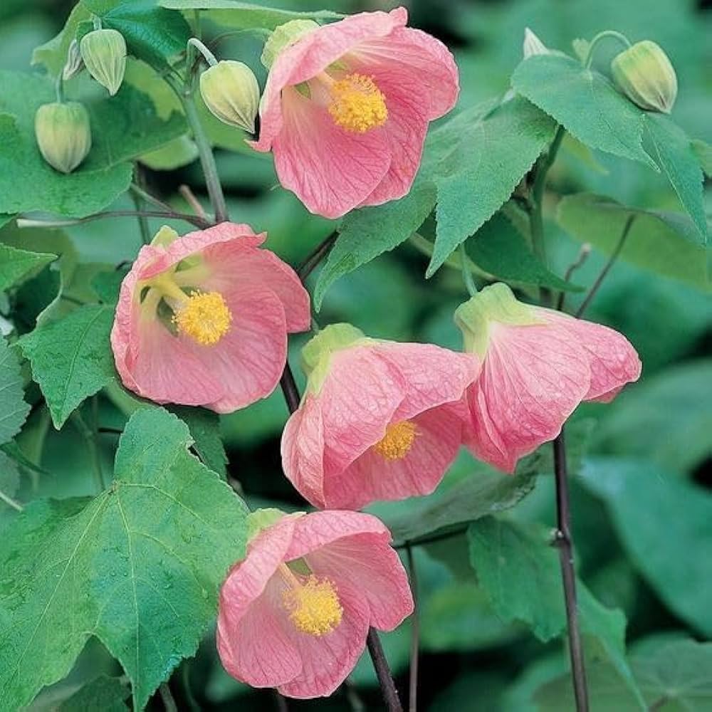 Abutilon Bella Flower seeds for Planting - Hardy Variety, Heirloom & GMO Free Seeds for Home Garden