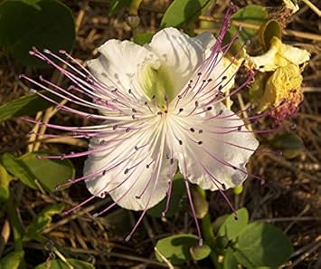 White Capparis Flower seeds for Planting - Sun Loving, Heirloom & GMO Free Seeds for Home Garden
Sale seeds for home garden