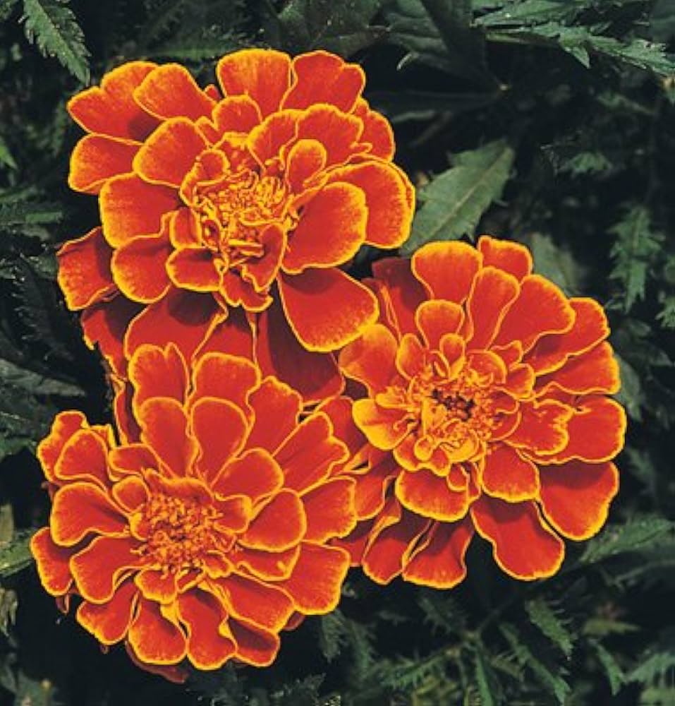 Marigold Janie Spry Französisch Marigold Seeds for Planting flower bed