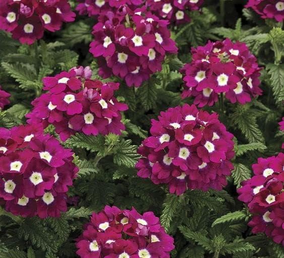Verbena Logro Burgundy Seeds for Rich Burgundy Garden Flowers