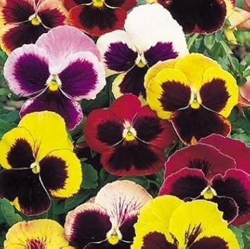 Mixed Pansy Swiss Flower seeds for Planting - Low Maintenance, Heirloom & GMO Free Seeds for Home Garden
Sale seeds for home garden