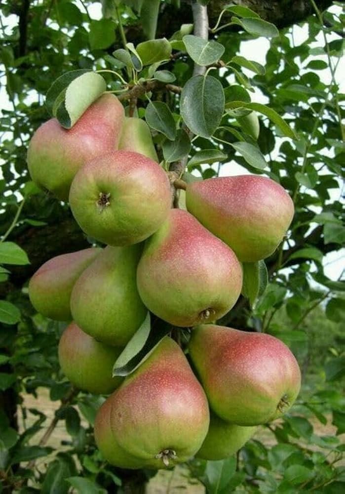 Pear Fruit Seeds Pyrus communis for Planting in Home Garden