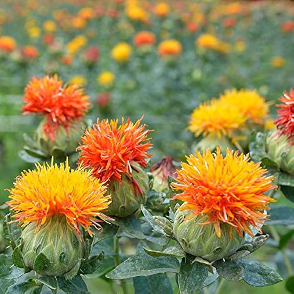 Mixed Carthamus Flower seeds blooming in flower beds, containers, borders, and pollinator-friendly gardens