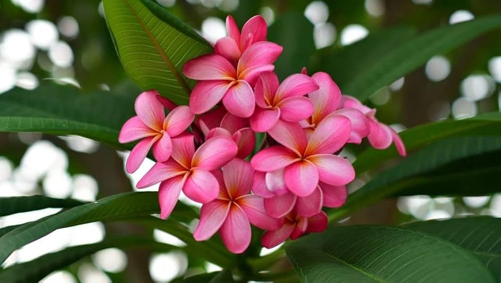 Plumeria Rubra Seeds for Planting in Tropical Garden