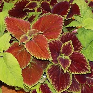Burgundy Gloxinia Flower Seeds for Planting Compact Growth Heirloom & GMO Free Seeds for Home Garden
Sale for planting in home garden