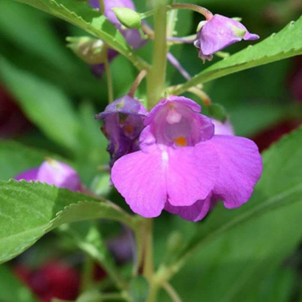 Purple Balsamine Flower seeds for Planting - Drought Tolerant, Heirloom & GMO Free Seeds for Home Garden