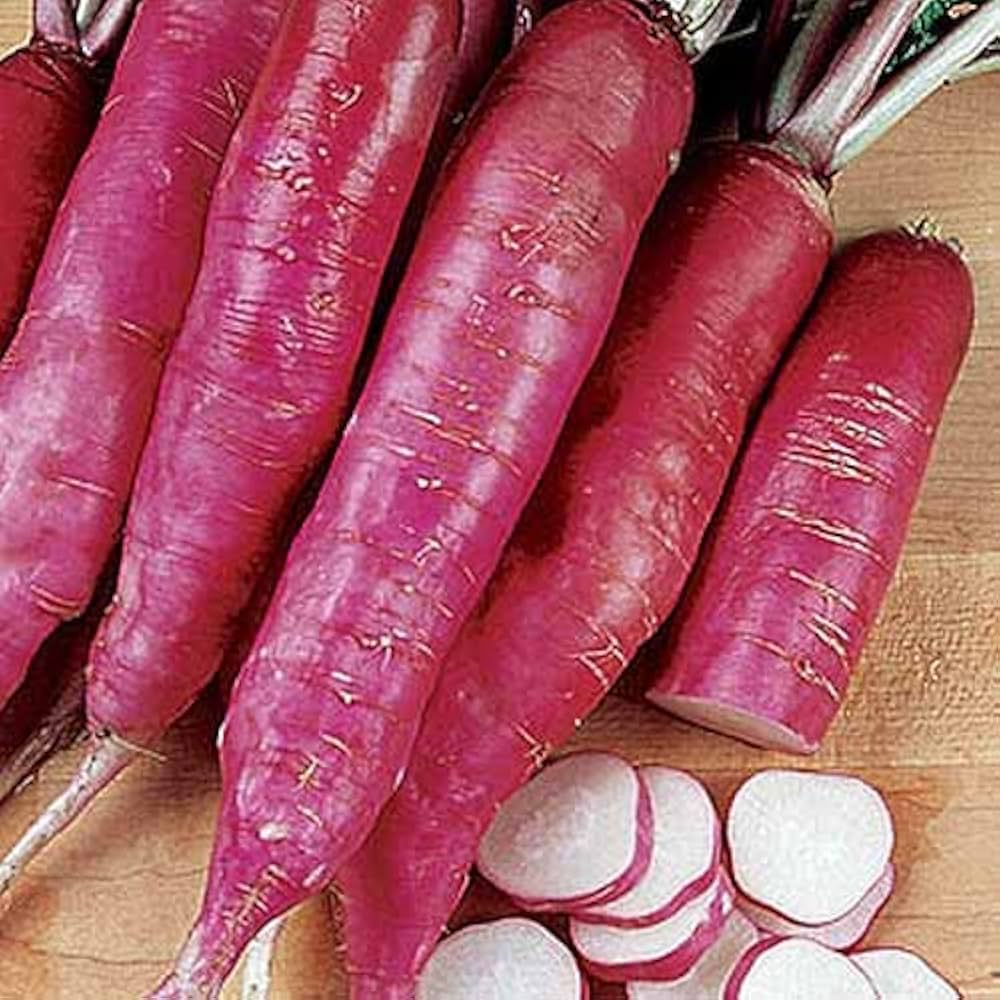 China Rose Ravanello Winter Seeds for Planting vegetable patch garden
