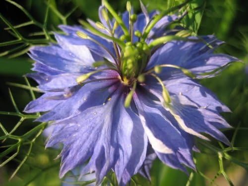 Nigella Love in the Mist Mixed Colors Seed for Plantings for Planting for Vibrant Garden Blooms Heirloom Non-GMO Seeds
