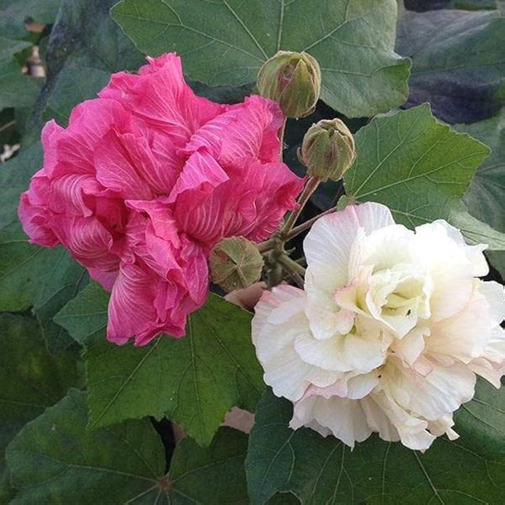 Hibiscus Hibiscus mutabilis Seeds for Planting in Potted Garden and Flower Bed