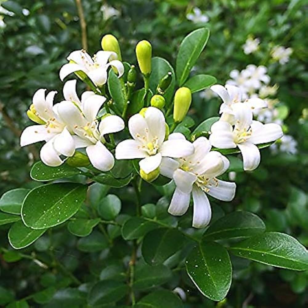 White Murraya Flower seeds for Planting - Hardy Variety, Heirloom & GMO Free Seeds for Home Garden