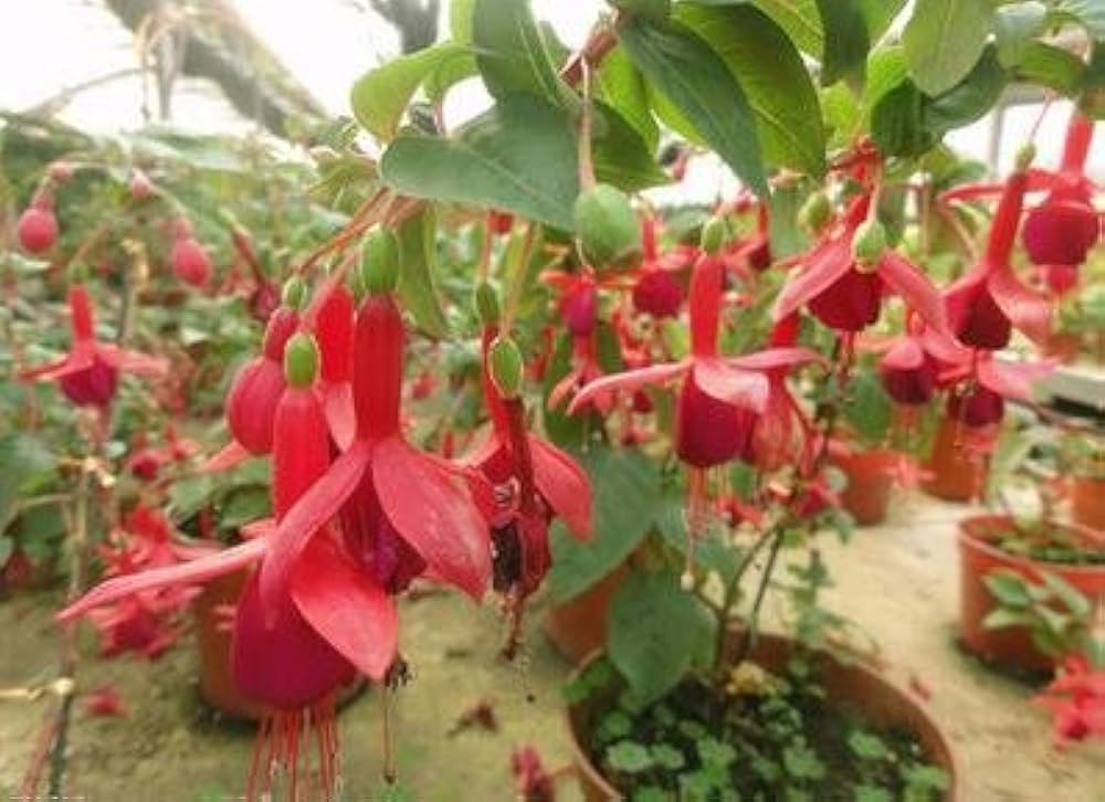 Fuchsia Bellflower Fuchsia spp. for planting in container garden
