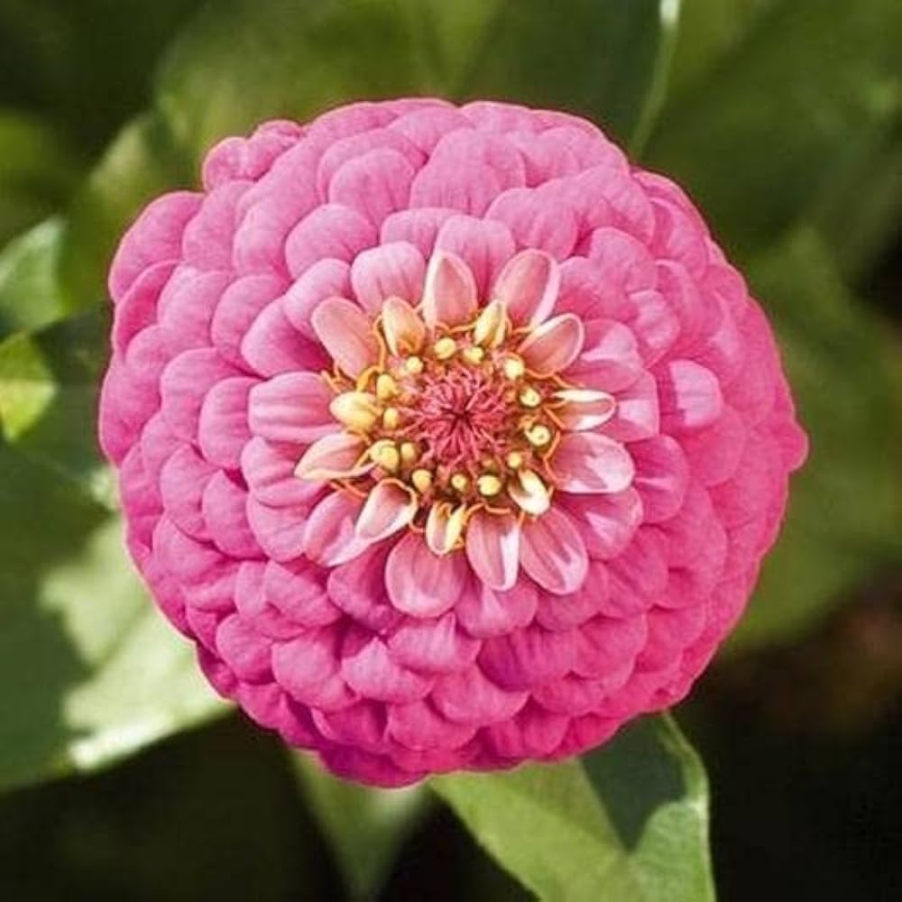 Elegans Flower seeds for Planting - Low Maintenance, Heirloom & GMO Free Seeds for Home Garden